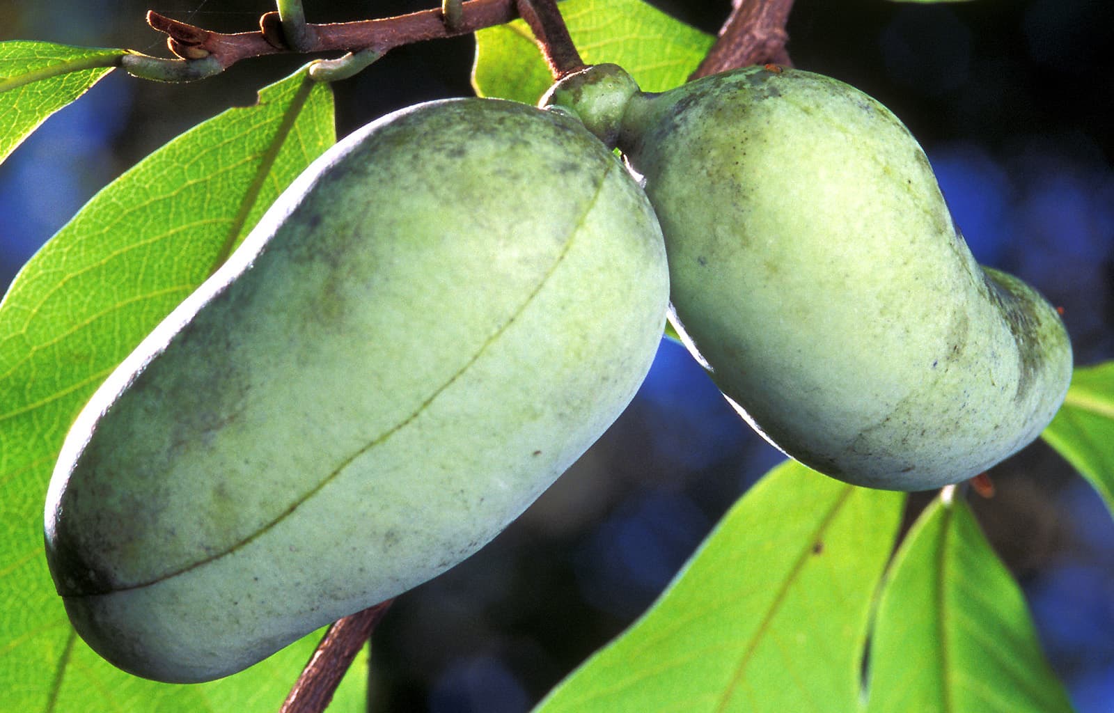 Pawpaw leaves and fruit growing on a tree